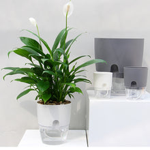 Load image into Gallery viewer, WaterPot™ - Self Watering Water Container for Plants/Flowers